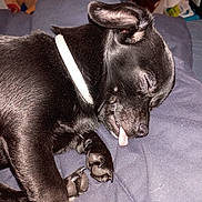 Ayva is registered to the contest to win money with this photo: dog, sleeping, black_fur, tongue_out, collar, pet, indoor, blanket, cozy, cute, paw, rest, animal, companion, domestic, relaxed, fur, snout, nail, face