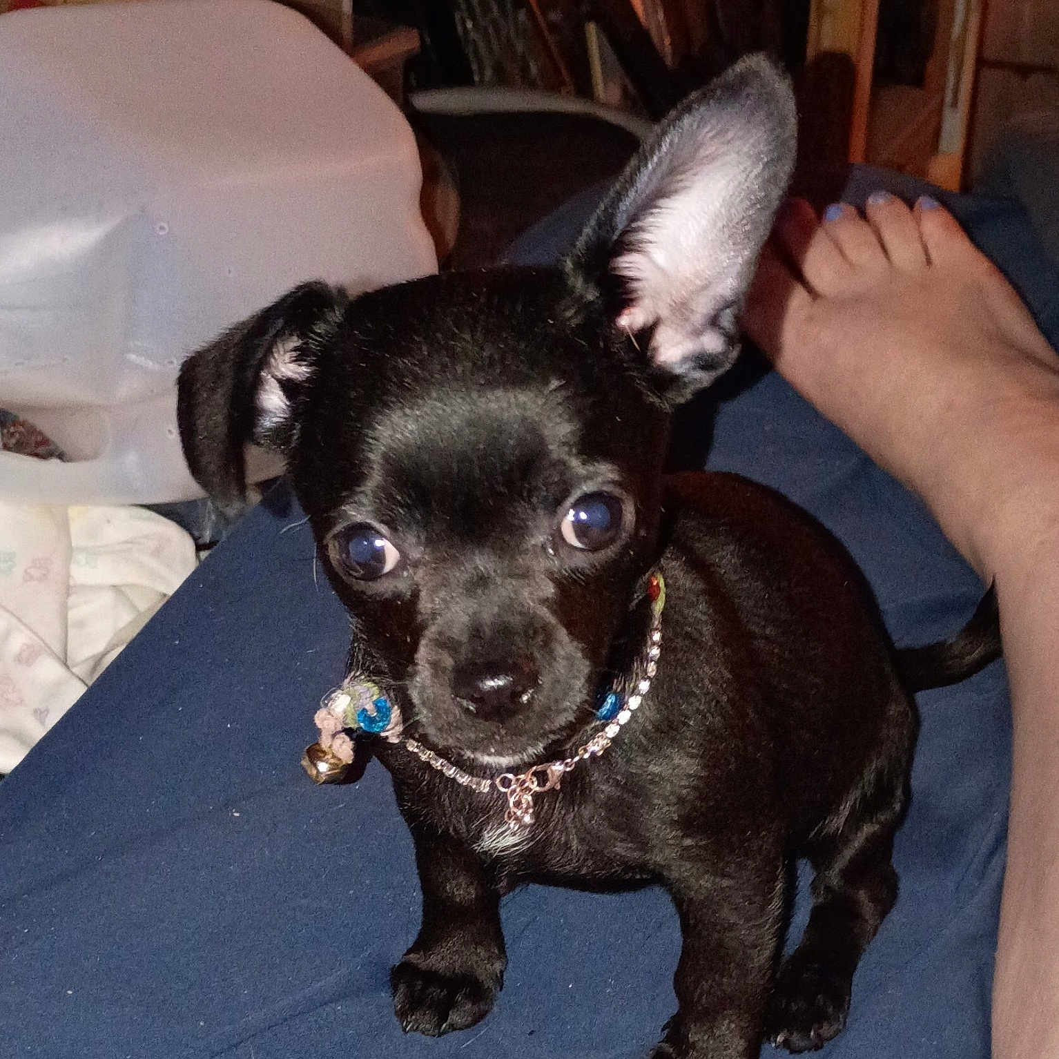Ayva joined the competition — help win amazing prizes! animal, beads, black_dog, blue_surface, close_up, collar, companion, curious, cute, dog, domestic_animal, foot, household, indoor, looking, pet, puppy, sitting, small_dog, young_dog