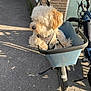 Beer a rejoint le concours — aidez-le/la à gagner de superbes lots ! dog, bicycle, basket, outdoor, sunlight, curly_fur, pavement, brick_wall, leash, pet, animal, daylight, street, handlebars, wheel, shadow, relaxed, cute, transport, travel