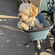 Beer participe au concours pour gagner de l'argent avec cette photo : dog, bicycle, basket, outdoor, sunlight, curly_fur, pavement, brick_wall, leash, pet, animal, daylight, street, handlebars, wheel, shadow, relaxed, cute, transport, travel