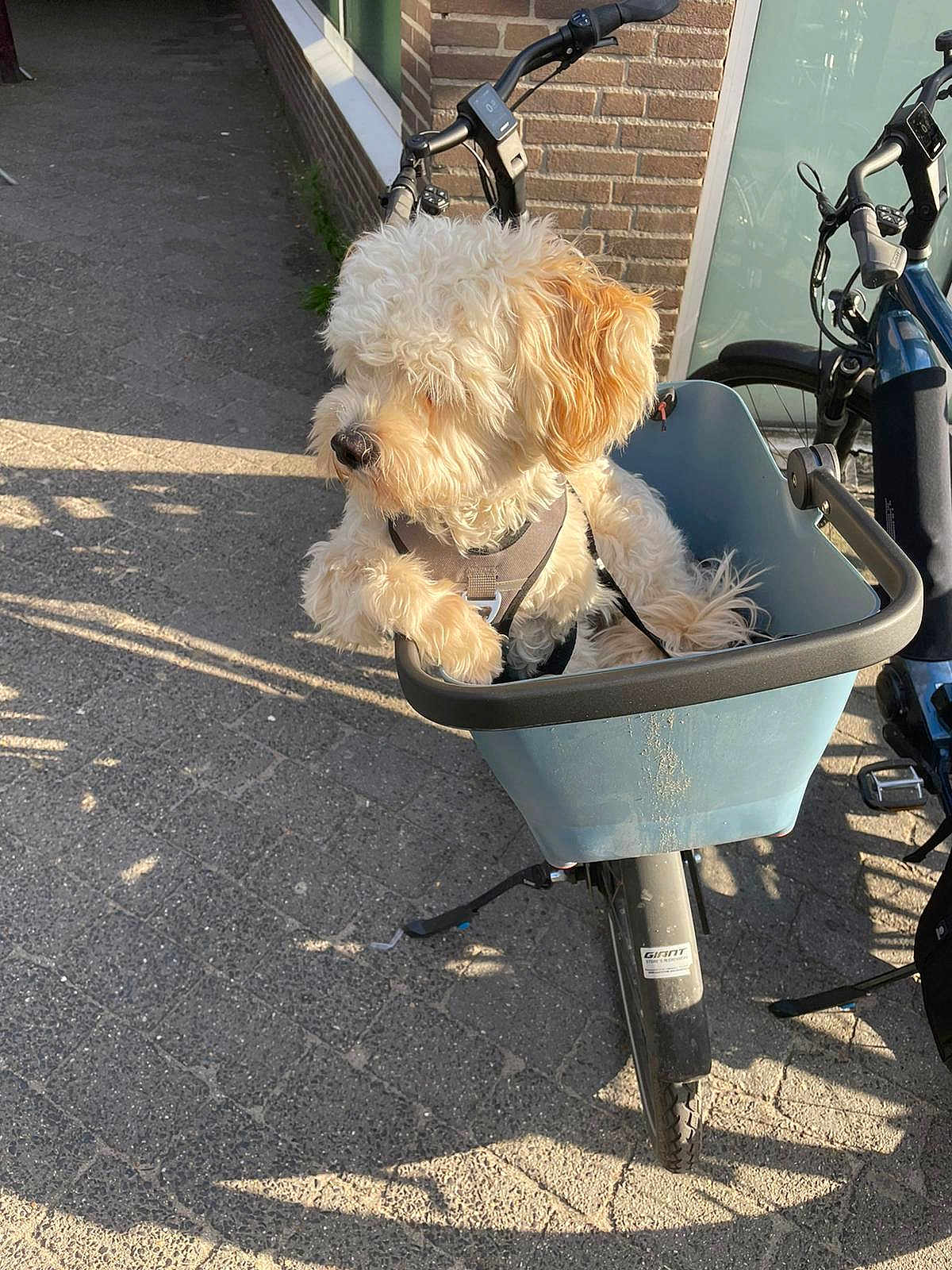 Beer participe au concours pour gagner de l'argent avec cette photo : dog, bicycle, basket, outdoor, sunlight, curly_fur, pavement, brick_wall, leash, pet, animal, daylight, street, handlebars, wheel, shadow, relaxed, cute, transport, travel