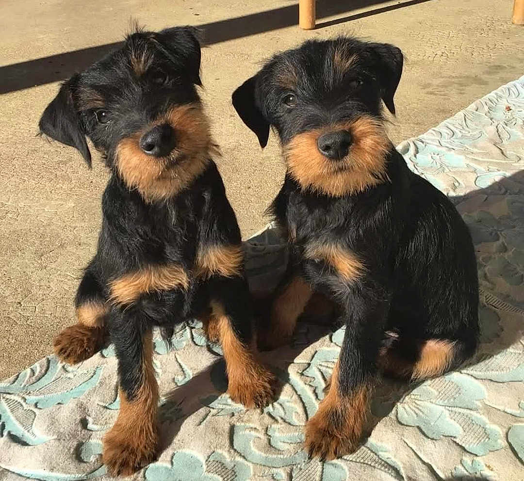 Saiko Et Sisko participe au concours pour gagner de l'argent avec cette photo : puppy, dog, black_and_tan, fur, pet, animal, cute, sitting, sunlight, outdoor, carpet, pattern, two_puppies, young_dog, companion, domestic_animal, adorable, portrait, playful, friendly