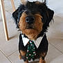 Saiko Et Sisko a rejoint le concours — aidez-le/la à gagner de superbes lots ! dog, pet, tie, collar, indoor, floor, tile_floor, black_and_brown, sitting, looking_up, small_dog, fur, cute, christmas_tie, festive, animal, domestic_animal, portrait, close_up, adorable