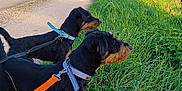 Saiko Et Sisko a rejoint le concours — aidez-le/la à gagner de superbes lots ! dog, dachshund, leash, grass, field, country_road, rural, outdoor, pets, canine, collar, nature, greenery, animals, daytime, walking, two_dogs, alert, side_view, landscape