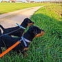 dog, dachshund, leash, grass, field, country_road, rural, outdoor, pets, canine, collar, nature, greenery, animals, daytime, walking, two_dogs, alert, side_view, landscape