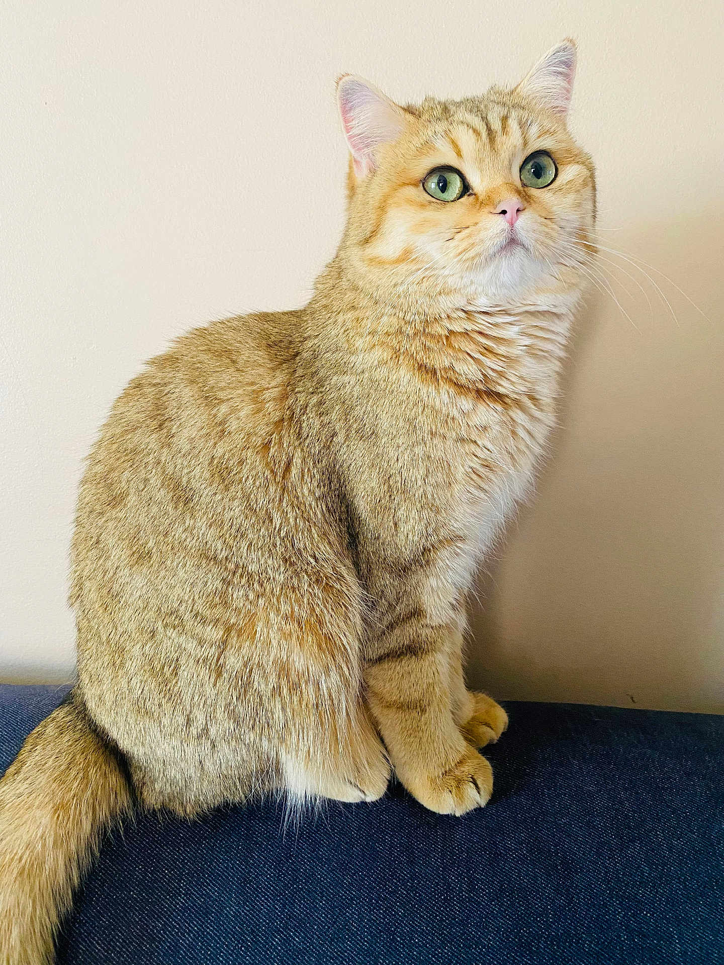 Tilly
