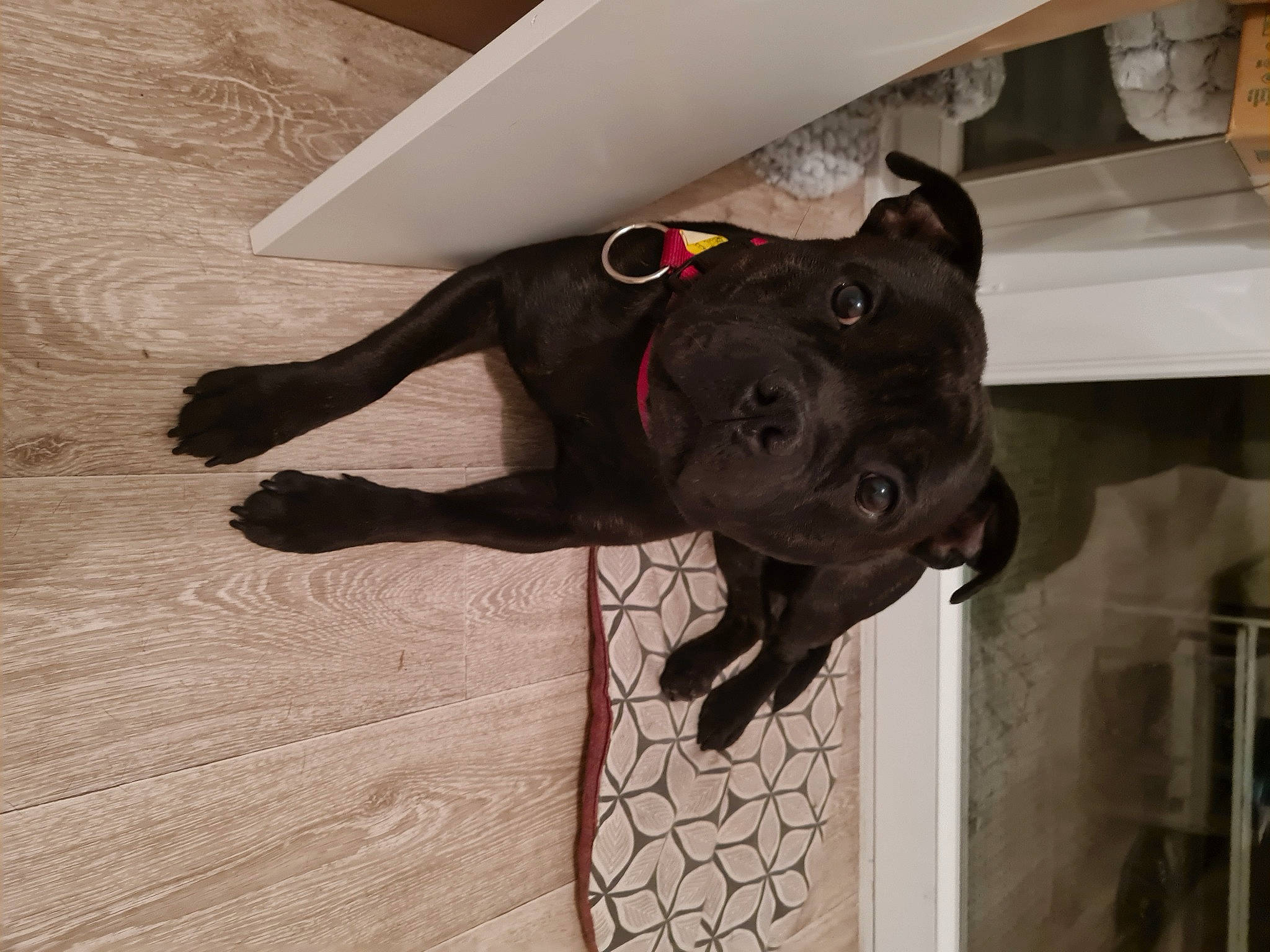 Chicco a rejoint le concours — aidez-le/la à gagner de superbes lots ! carnivore, collar, companion_dog, dog, dog_breed, dog_collar, dog_supply, fawn, floor, flooring, grey, hardwood, leash, liver, mammal, pet_supply, snout, vertebrate, wood, working_animal