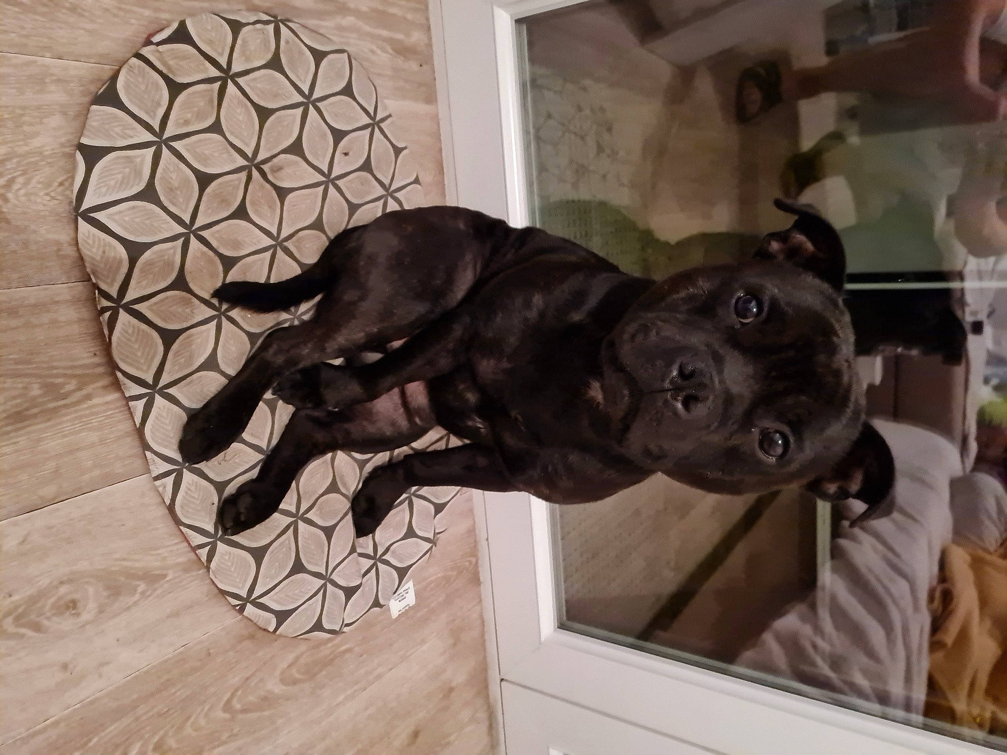 Chicco participe au concours pour gagner de l'argent avec cette photo : canidae, carnivore, comfort, companion_dog, dog, dog_breed, ear, fawn, flooring, guard_dog, hardwood, jaw, liver, sculpture, snout, sporting_group, tail, whiskers, wood, working_animal