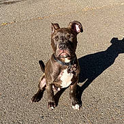 Usher participe au concours pour gagner de l'argent avec cette photo : animal, asphalt, brown_fur, collar, daylight, dog, floppy_ear, leash, outdoor, perk_ear, pet, pit_bull, portrait, road, shadow, sitting, street, sunlight, urban, white_chest