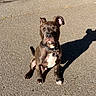 dog, pit_bull, sitting, street, asphalt, outdoor, sunlight, shadow, collar, leash, brown_fur, white_chest, floppy_ear, perk_ear, pet, animal, portrait, road, daylight, urban