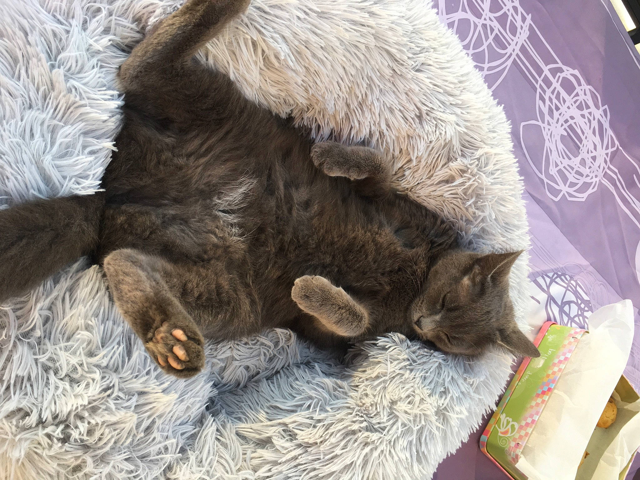 Moïse a rejoint le concours — aidez-le/la à gagner de superbes lots ! carnivore, cat, cat_supply, claw, comfort, domestic_short_haired_cat, fawn, felidae, fur, human_leg, mammal, small_to_medium_sized_cats, snout, tail, terrestrial_animal, vertebrate, whiskers, wood, wool, working_animal