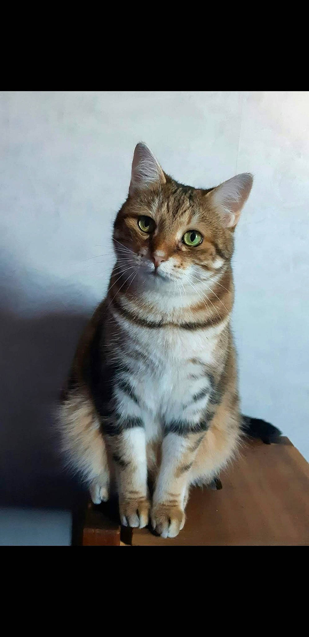 Chimay participe au concours pour gagner de l'argent avec cette photo : art, carnivore, cat, domestic_short_haired_cat, fawn, felidae, fur, paw, small_to_medium_sized_cats, tail, terrestrial_animal, toe, whiskers, wildlife, window