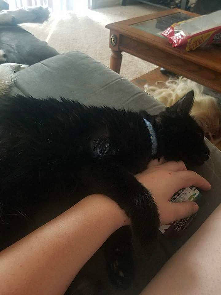 Dean is registered to the contest to win money with this photo: black_hair, carnivore, comfort, cool, elbow, eye, felidae, finger, hair, hand, human_body, knee, leg, mouth, neck, shoulder, sleeve, sunglasses, thigh, trunk