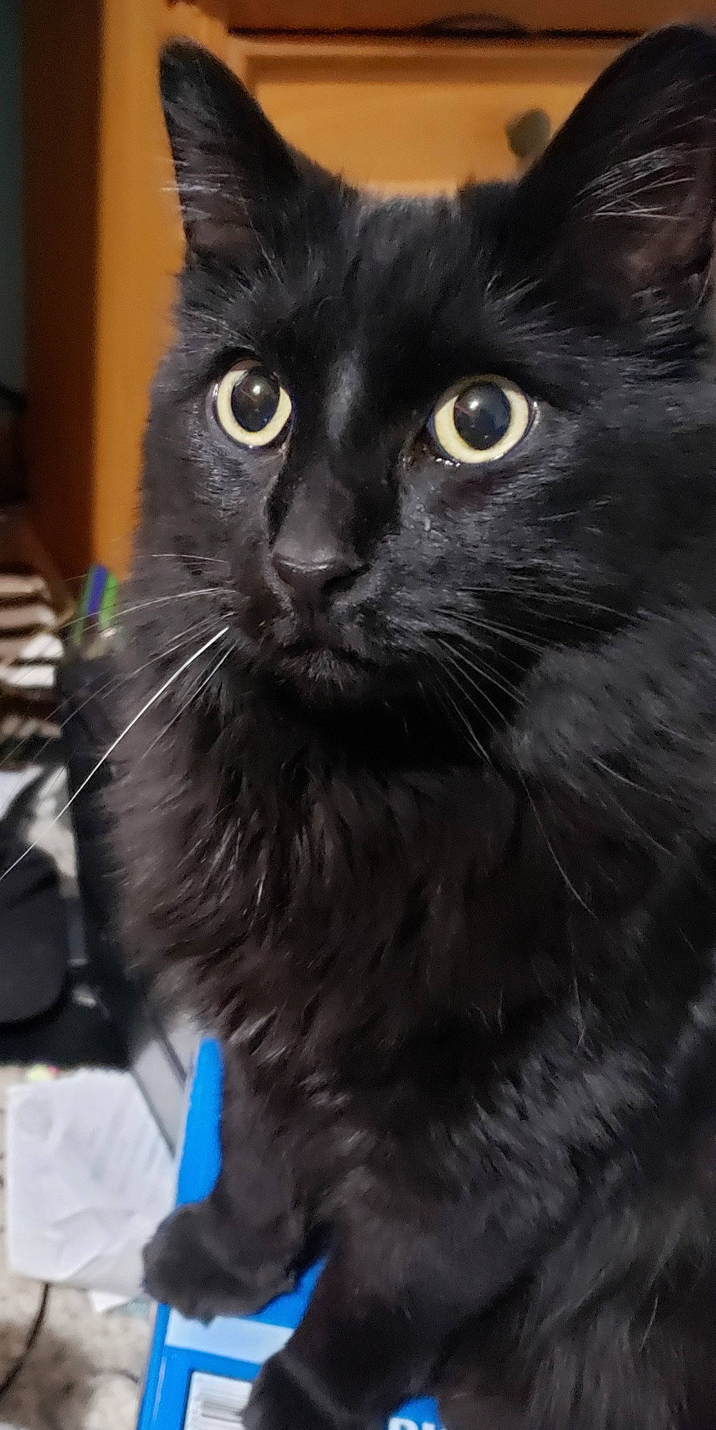 Dean joined the competition — help win amazing prizes! black_cat, bombay, carnivore, cat, claw, comfort, domestic_short_haired_cat, electric_blue, eye, felidae, fur, grey, monochrome_photography, small_to_medium_sized_cats, snout, tail, terrestrial_animal, whiskers