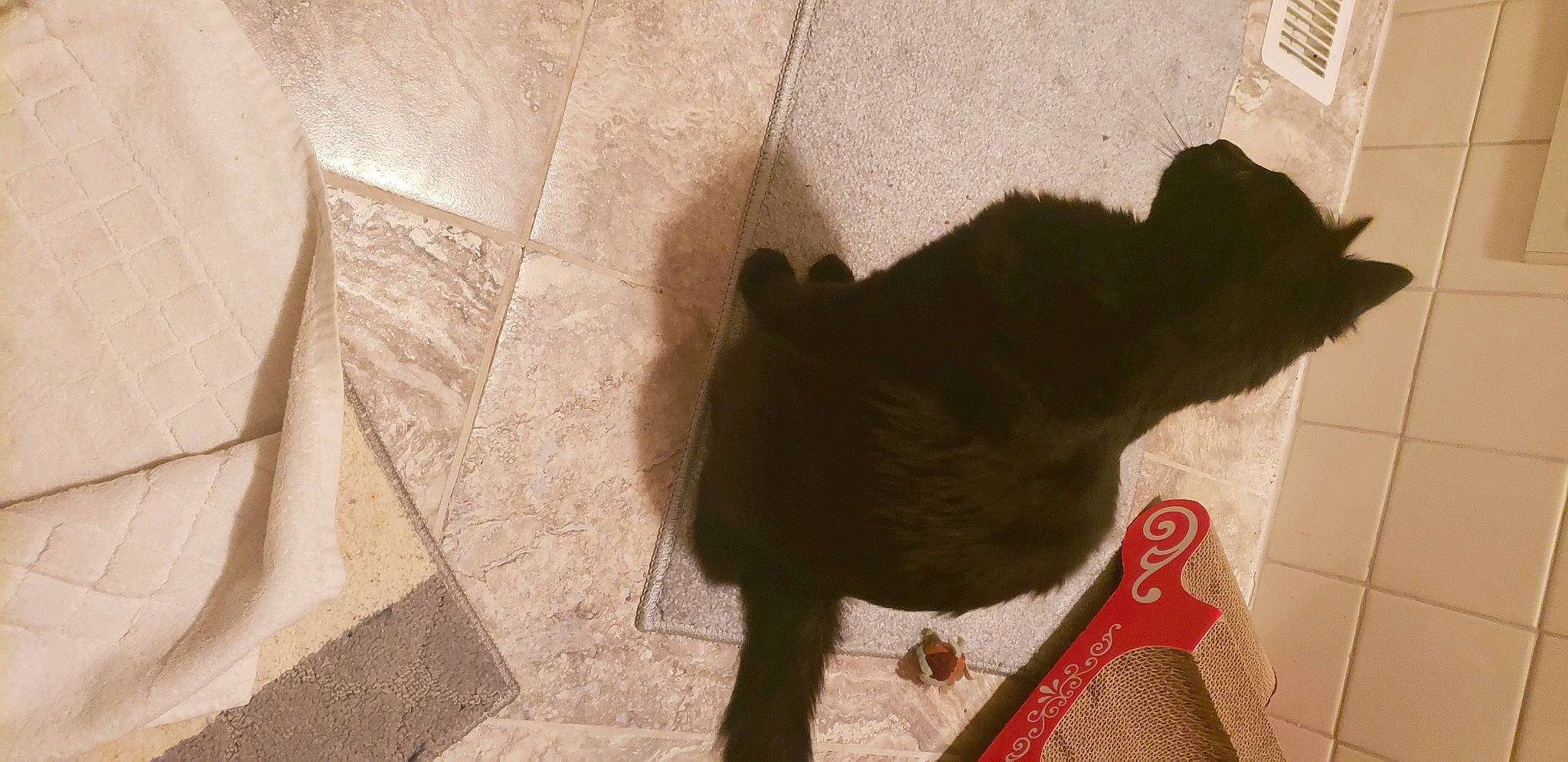 Dean is registered to the contest to win money with this photo: black_cat, bombay, carnivore, cat, dog_breed, domestic_short_haired_cat, felidae, floor, flooring, fur, hardwood, pet_supply, shadow, small_to_medium_sized_cats, snout, tail, terrestrial_animal, tints_and_shades, whiskers, wood