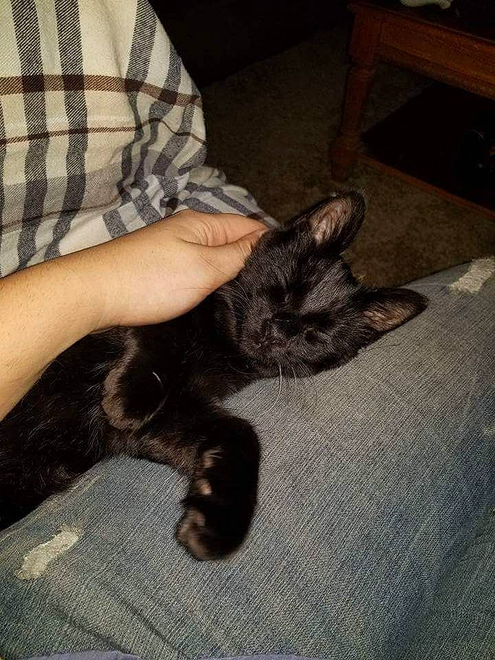 Dean joined the competition — help win amazing prizes! black_cat, carnivore, cat, claw, comfort, domestic_short_haired_cat, ear, felidae, fur, gesture, grey, human_leg, lap, nail, paw, small_to_medium_sized_cats, snout, tail, tartan, whiskers