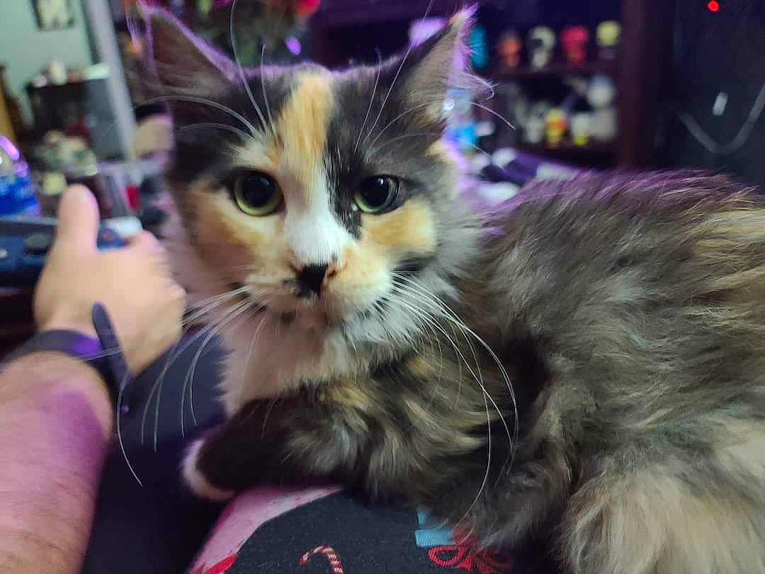 Lilith joined the competition — help win amazing prizes! carnivore, cat, claw, comfort, domestic_short_haired_cat, fawn, felidae, fur, gesture, iris, lap, nail, paw, small_to_medium_sized_cats, snout, vertebrate, whiskers, wrist