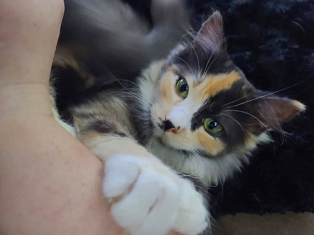 Lilith is registered to the contest to win money with this photo: carnivore, cat, claw, comfort, domestic_short_haired_cat, ear, eyelash, fawn, felidae, fur, gesture, hand, nail, paw, small_to_medium_sized_cats, snout, tail, tree, whiskers, window