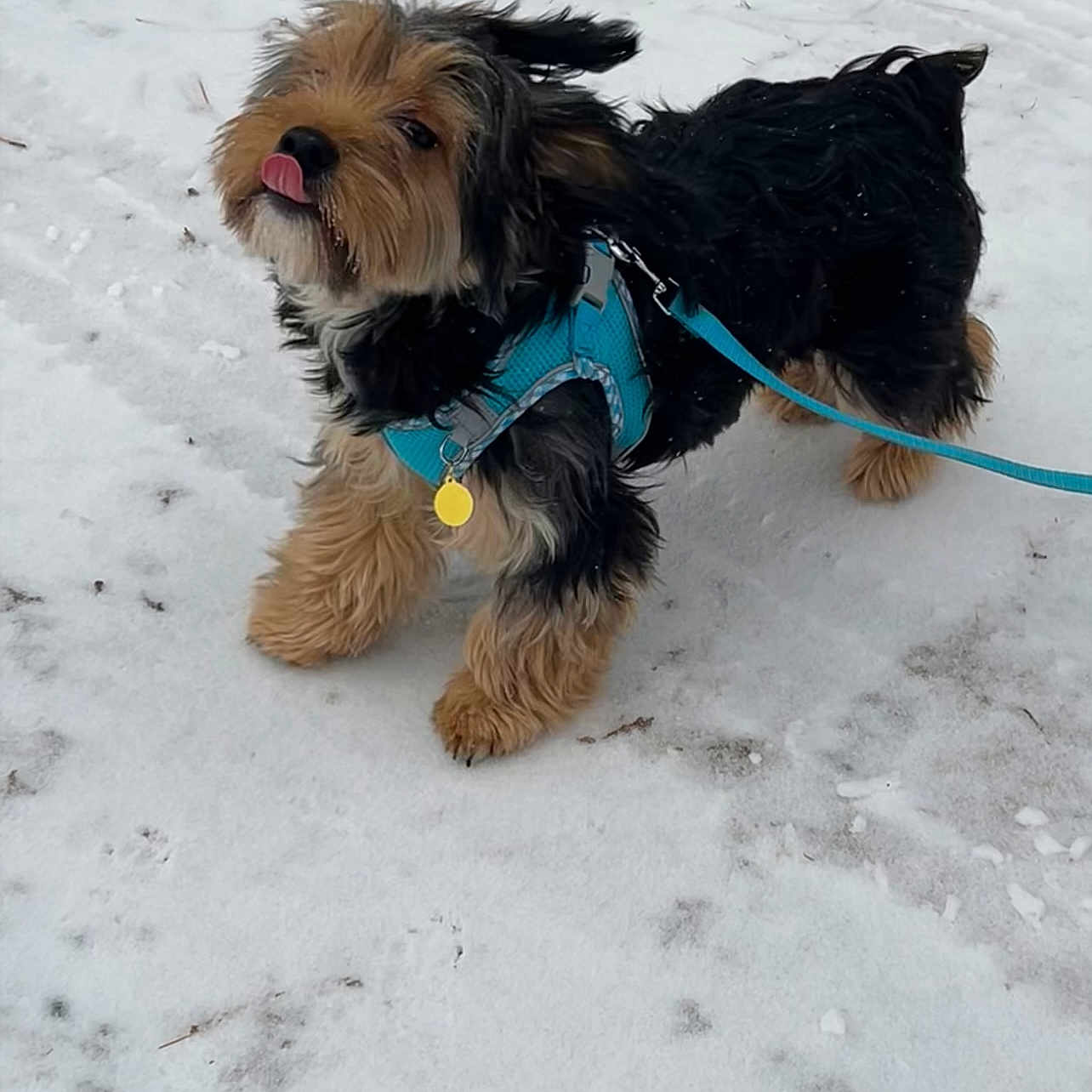 Peanut is registered to the contest to win money with this photo: accessories, affenpinscher, animal, bodypart, canine, cockerspaniel, dog, harness, leash, mouth, nature, outdoors, person, pet, puppy, rock, snow, strap, terrier, walkingdog