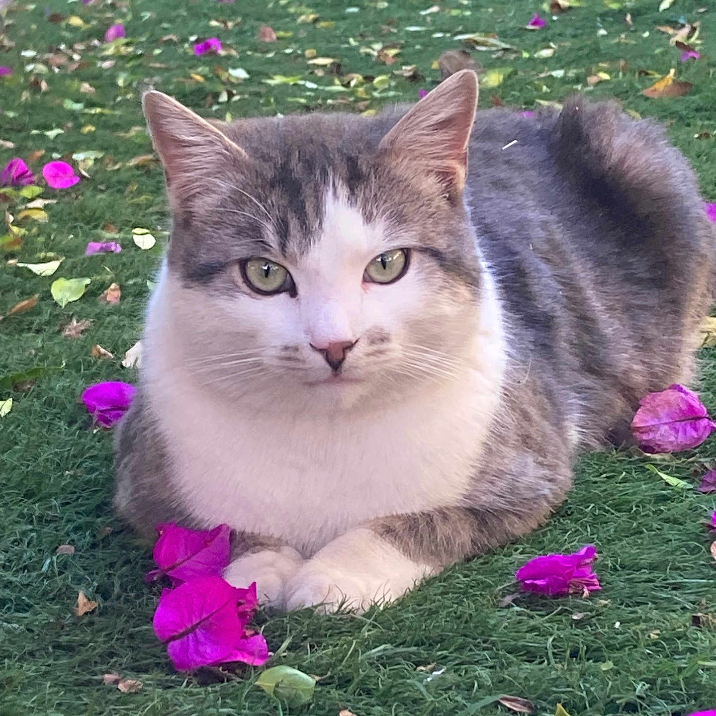 Miumiu