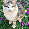 Miumiu joined the competition — help win amazing prizes! cat, animal, pet, feline, grass, flower_petals, outdoor, nature, green_eyes, white_fur, gray_fur, cute, curious, sitting, whiskers, ears, tail, closeup, daylight, portrait
