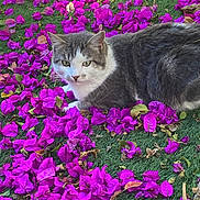 Miumiu is registered to the contest to win money with this photo: cat, animal, pet, gray_cat, white_cat, green_grass, purple_petals, flowers, outdoor, nature, leaf, fur, resting, cute, closeup, daylight, mammal, looking, relaxing, garden