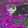 cat, animal, pet, gray_cat, white_cat, green_grass, purple_petals, flowers, outdoor, nature, leaf, fur, resting, cute, closeup, daylight, mammal, looking, relaxing, garden