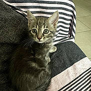 Heidi participe au concours pour gagner de l'argent avec cette photo : abyssinian, animal, armchair, blanket, boy, cat, chair, child, couch, cushion, furniture, homedecor, kitten, linen, male, manx, person, pet, towel