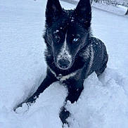 Luna is registered to the contest to win money with this photo: dog, black_dog, heterochromia, snow, winter, outdoor, animal, canine, forest, nature, playful, fur, ears, snowflakes, cold, winter_day, lying_down, pet, mammal, adorable