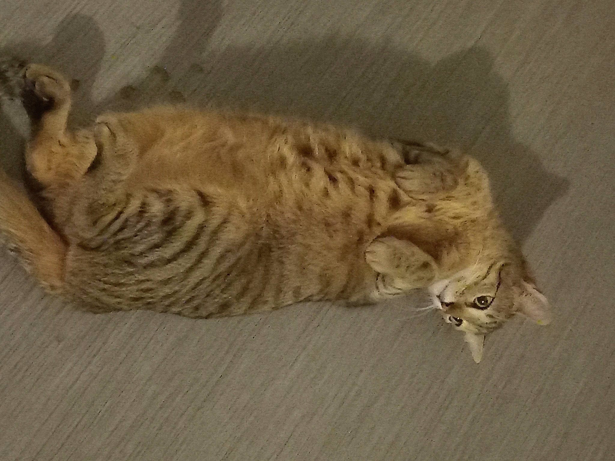 Chachou participe au concours pour gagner de l'argent avec cette photo : carnivore, cat, cat_toy, claw, comfort, domestic_short_haired_cat, felidae, flooring, fur, grey, hardwood, nap, paw, small_to_medium_sized_cats, tail, terrestrial_animal, whiskers, wood