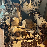 Copper joined the competition — help win amazing prizes! armchair, beagle, brown, cow_print, cozy, curtain, decor, dog, furniture, home, indoor, light, ottoman, pet, plush_toy, relaxed, stuffed_animal, white, window, wooden_floor