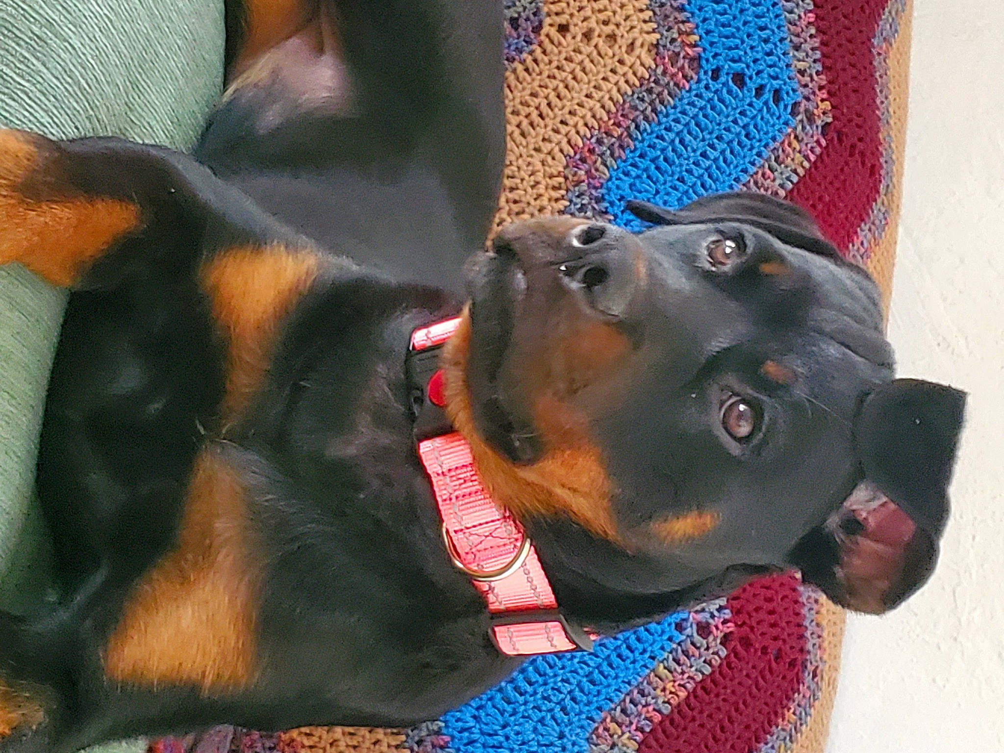 Molly joined the competition — help win amazing prizes! canidae, carnivore, collar, companion_dog, dog, dog_breed, dog_collar, dog_supply, ear, fawn, guard_dog, liver, mesh, pet_supply, sharing, snout, sporting_group, whiskers, working_animal, working_dog