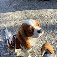 Unty participe au concours pour gagner de l'argent avec cette photo : dog, cavalier_king_charles_spaniel, leash, pavement, sunlight, fur, pet, outdoor, footwear, boot, human_leg, shadow, animal, cute, waiting, closeup, brown_and_white, companion, walk, daylight