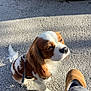 dog, cavalier_king_charles_spaniel, leash, pavement, sunlight, fur, pet, outdoor, footwear, boot, human_leg, shadow, animal, cute, waiting, closeup, brown_and_white, companion, walk, daylight