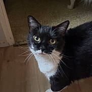 Damon a rejoint le concours — aidez-le/la à gagner de superbes lots ! cat, dog, indoor, wooden_floor, black_and_white_cat, curious, pet, animal, floor, sniffing, domestic, feline, canine, background, dim_light, household, standing, looking_up, whiskers, ears