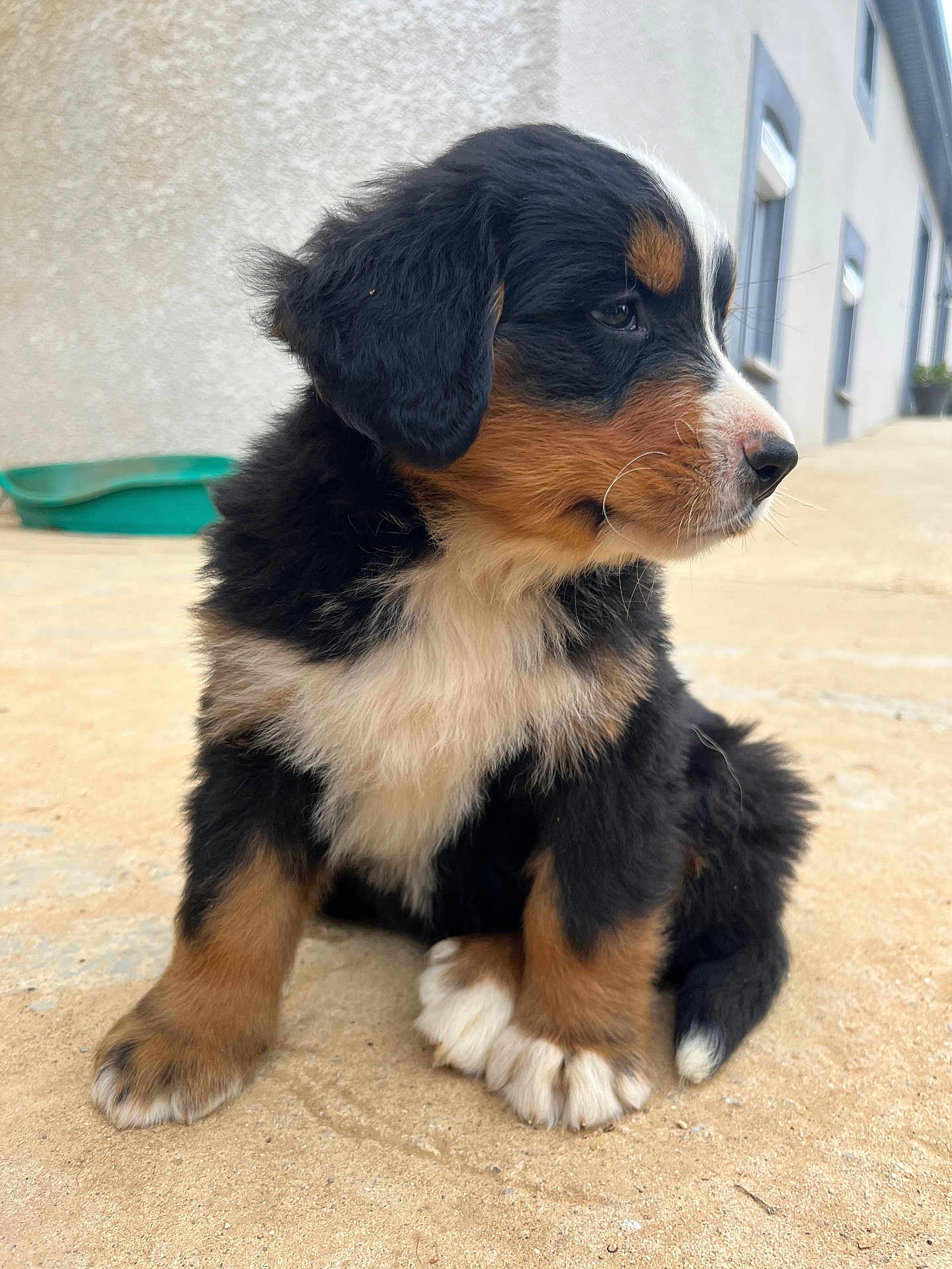 Arlo participe au concours pour gagner de l'argent avec cette photo : puppy, dog, bernese_mountain_dog, animal, pet, fur, paw, outdoor, concrete, side_view, cute, young, sitting, tri_color, black, white, brown, canine, mammal, domestic