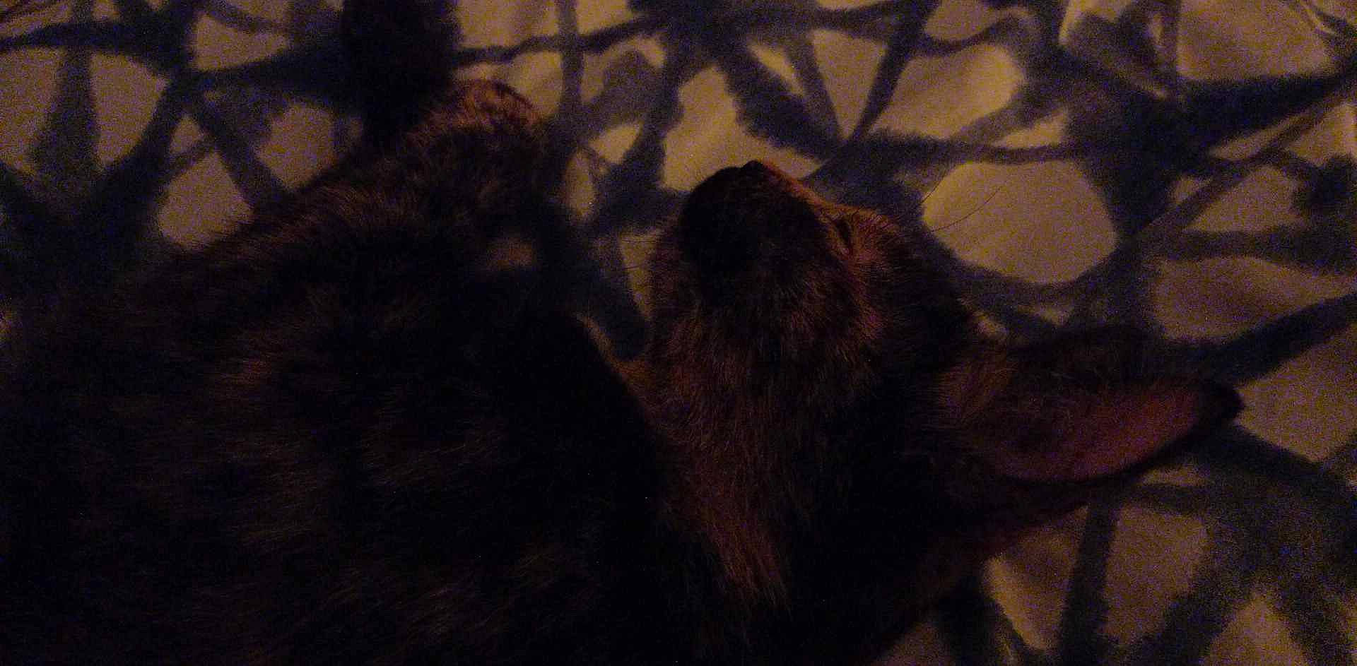 Angel a rejoint le concours — aidez-le/la à gagner de superbes lots ! brown, canidae, carnivore, darkness, dog_breed, felidae, fur, liver, mustelidae, pattern, paw, shadow, small_to_medium_sized_cats, sporting_group, tail, terrestrial_animal, tints_and_shades, visual_arts, whiskers, wood