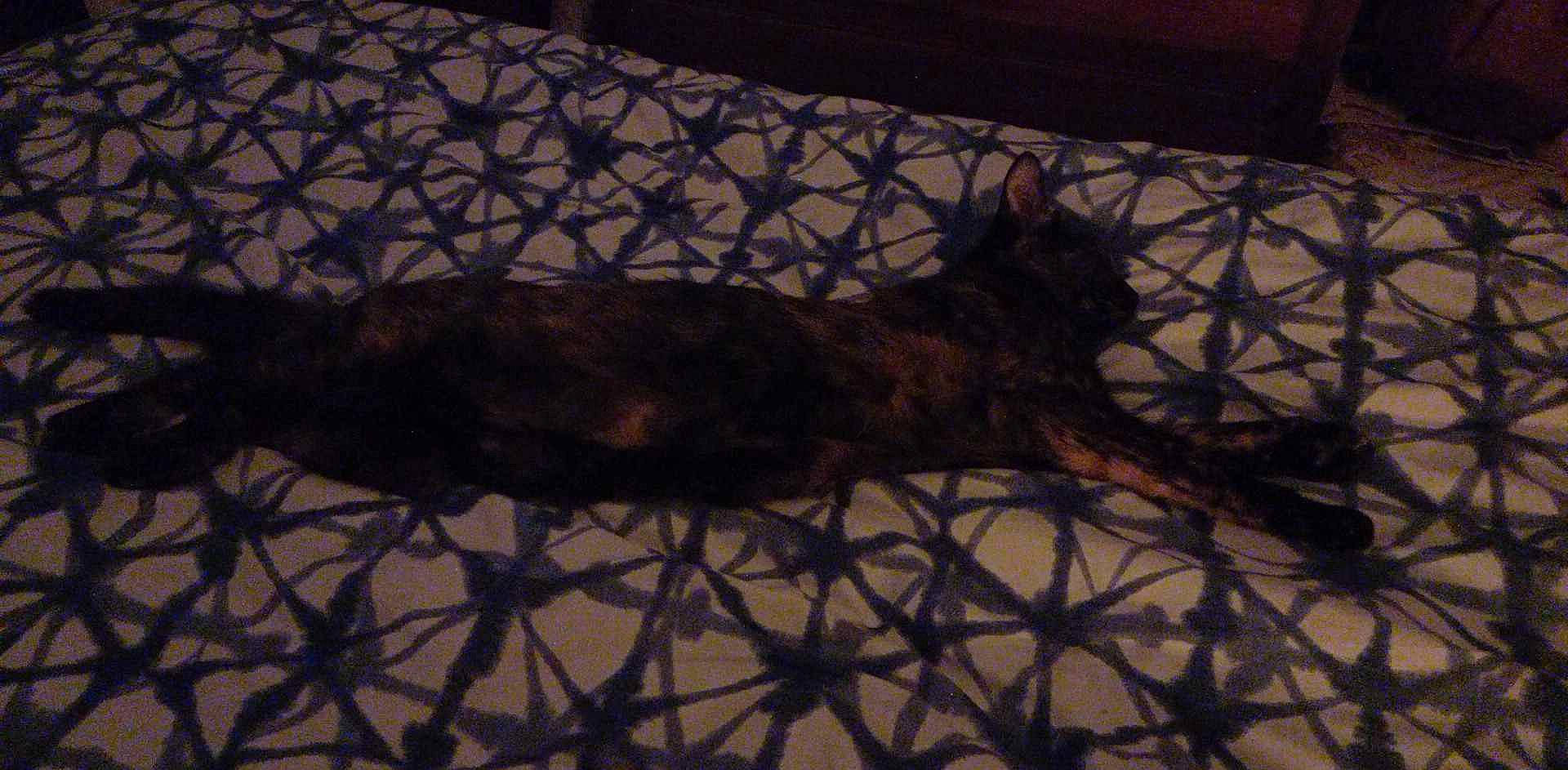 Angel participe au concours pour gagner de l'argent avec cette photo : darkness, fawn, felidae, flooring, fur, linens, metal, pattern, sporting_group, tail, terrestrial_animal, tints_and_shades, twig, visual_arts, wood