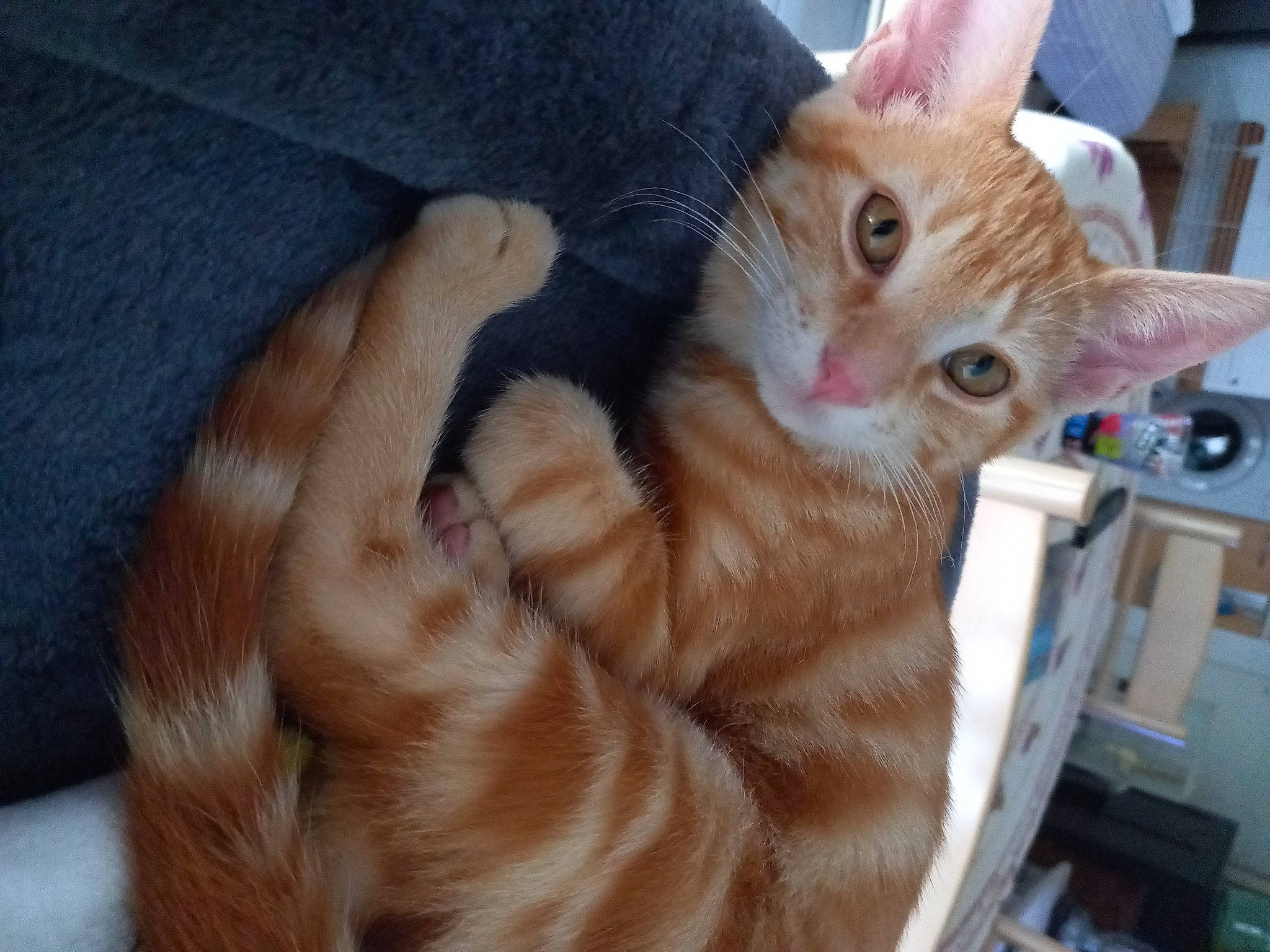 Heimdall a rejoint le concours — aidez-le/la à gagner de superbes lots ! carnivore, cat, claw, comfort, domestic_short_haired_cat, ear, fawn, felidae, fur, gesture, paw, small_to_medium_sized_cats, snout, tail, whiskers