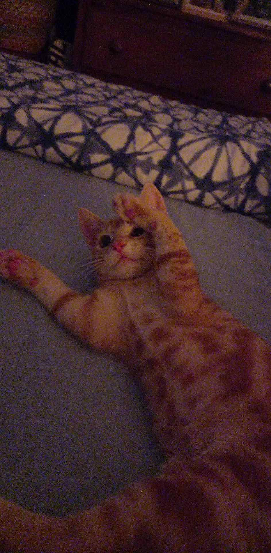 Heimdall participe au concours pour gagner de l'argent avec cette photo : carnivore, cat, claw, domestic_short_haired_cat, eye, fawn, felidae, flooring, fur, gesture, nail, pattern, paw, peach, small_to_medium_sized_cats, snout, tail, terrestrial_animal, whiskers, wood