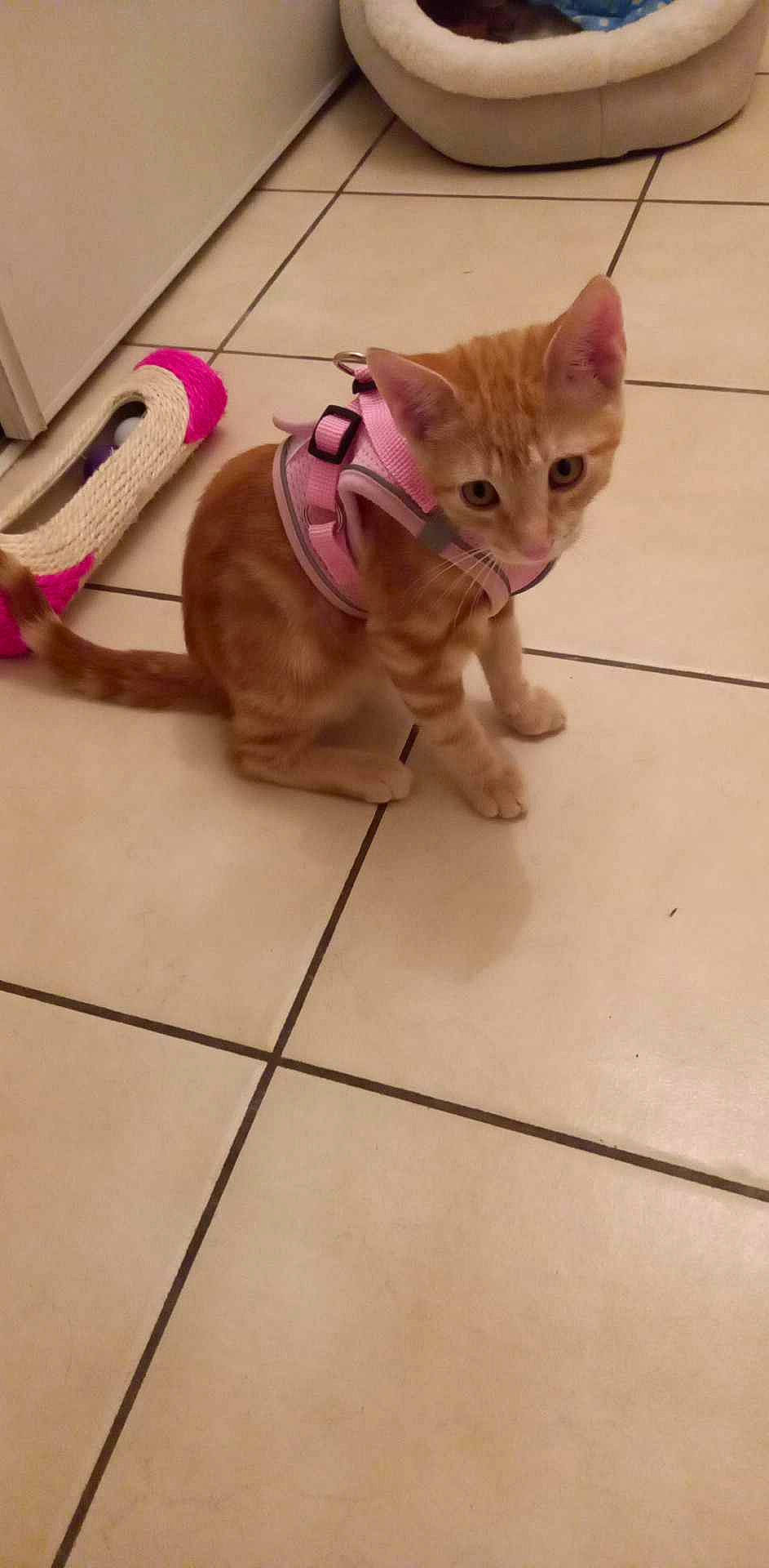 Heimdall participe au concours pour gagner de l'argent avec cette photo : cable, carnivore, cat, claw, domestic_short_haired_cat, fawn, felidae, floor, flooring, foot, fur, mammal, paw, small_to_medium_sized_cats, snout, tail, terrestrial_animal, tile_flooring, whiskers, wood