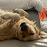 dog, golden_retriever, sleeping, upside_down, paws, couch, leather, pillow, striped_pillow, indoor, relaxed, pet, fur, nose, ears, home, cozy, orange_towel, resting, comfortable