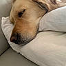 Tiska participe au concours pour gagner de l'argent avec cette photo : dog, golden_retriever, sleeping, pillow, couch, pet, rest, fur, closeup, relaxation, indoor, cozy, animal, snout, whiskers, ears, nostrils, home, comfort, nap
