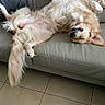 Tiska a rejoint le concours — aidez-le/la à gagner de superbes lots ! dog, golden_retriever, couch, upside_down, relaxed, indoor, pet, fur, paws, blanket, cushion, leather, floor, tile, wooden_table, sleeping, cute, home, animal, canine