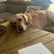 Tiska a rejoint le concours — aidez-le/la à gagner de superbes lots ! dog, golden_retriever, table, wooden_table, couch, pillow, animal, pet, indoor, relaxed, sleepy, living_room, furniture, window, daylight, resting, canine, mammal, home, cozy