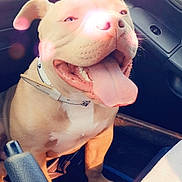 Hermès a rejoint le concours — aidez-le/la à gagner de superbes lots ! accessories, animal, belt, boxer, bulldog, canine, dog, face, frenchbulldog, head, machine, person, pet, photography, pitbull, portrait, puppy, purple, transportation, vehicle