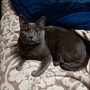 Cyprus joined the competition — help win amazing prizes! animal, blanket, blue_blanket, cat, cozy, cute, domestic_cat, ears, eyes, feline, fur, gray_cat, home, indoor, lying_down, patterned_blanket, pet, relaxed, resting, whiskers