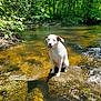 Stella is registered to the contest to win money with this photo: dog, white_dog, brown_patch, rock, stream, water, forest, greenery, sunlight, nature, outdoor, animal, pet, happy, sitting, shallow_water, reflection, summer, daylight, scenic