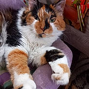 Kaline participe au concours pour gagner de l'argent avec cette photo : cat, calico, fluffy, pet, indoor, chair, cushion, relaxed, feline, paw, fur, green_eyes, closeup, domestic_animal, whiskers, home, comfortable, resting, mammal, cute