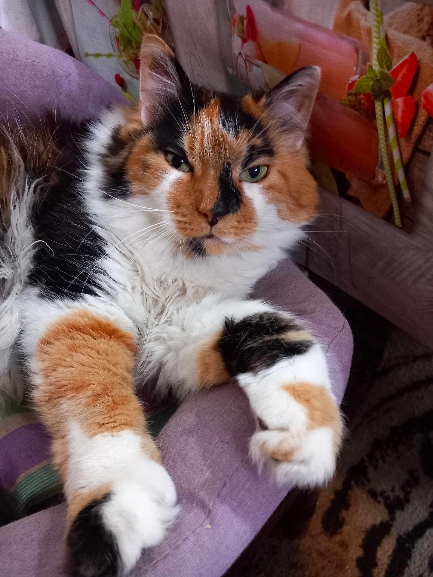 Kaline participe au concours pour gagner de l'argent avec cette photo : cat, calico, fluffy, pet, indoor, chair, cushion, relaxed, feline, paw, fur, green_eyes, closeup, domestic_animal, whiskers, home, comfortable, resting, mammal, cute